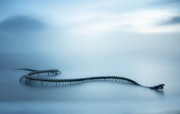 Sea, landscape, snake, skeleton, sculpture