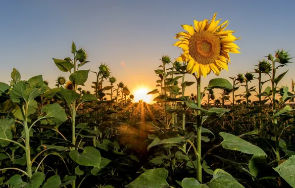 Picture summer, sunflowers, nature