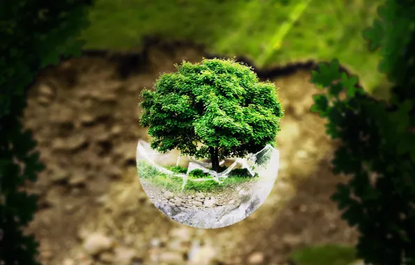 Picture forest, glass, light, trees, balls