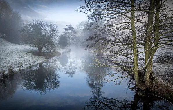 Picture trees, river, alder, Winter on the Wye
