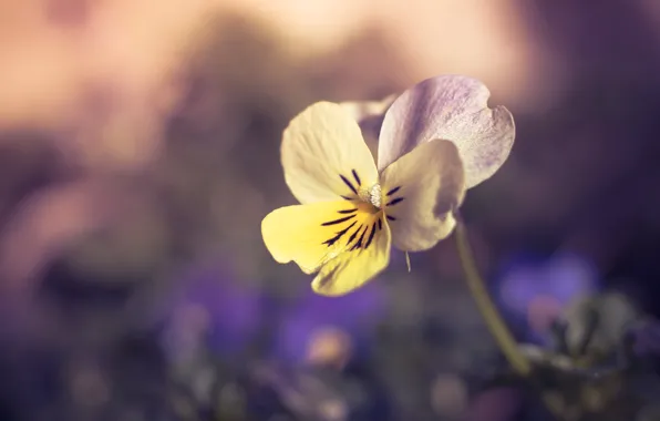 Pansy, yellow, bokeh, viola, violet, lilac background