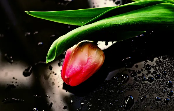 Picture flower, background, Tulip