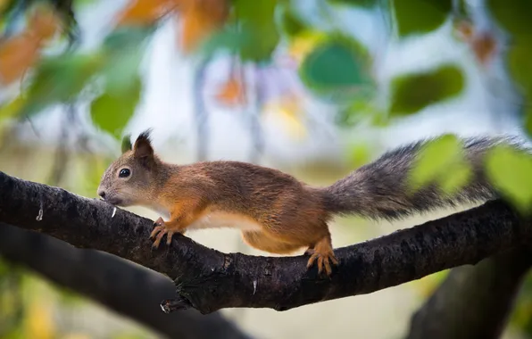 Leaves, branches, protein, animal