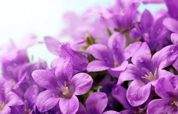 Drops, Violet, Closeup, Campanula, colocalize