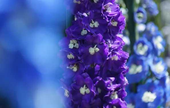 Flowers, focus, blue, lilac, delphinium