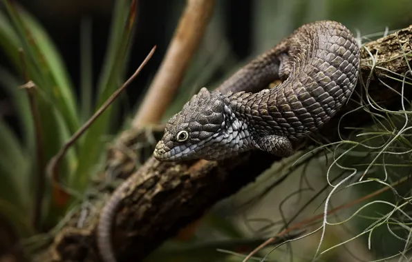 Wallpaper branches, grey, the dark background, leaves, bokeh, lizard
