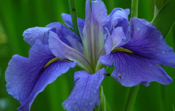 Picture leaves, macro, petals, iris