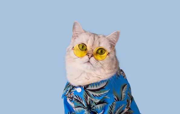 Cat, white, cat, look, pose, portrait, yellow, glasses
