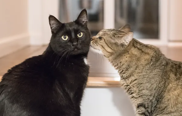 Picture cat, look, friendship