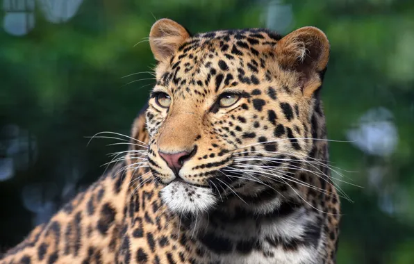Look, face, background, portrait, leopard, handsome, bokeh