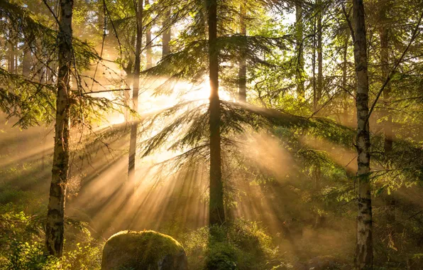 Forest, rays, trees, Christian Lindsten
