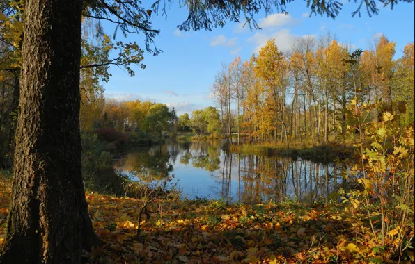 Autumn, forest, trees, pond, foliage, forest, Nature, trees