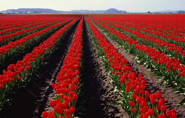 Field, Tulips, Panorama