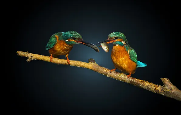 Birds, the dark background, fish, branch, mining, Kingfisher, catch, Alcedo