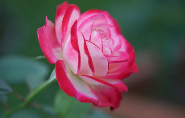 Macro, rose, petals, Bud