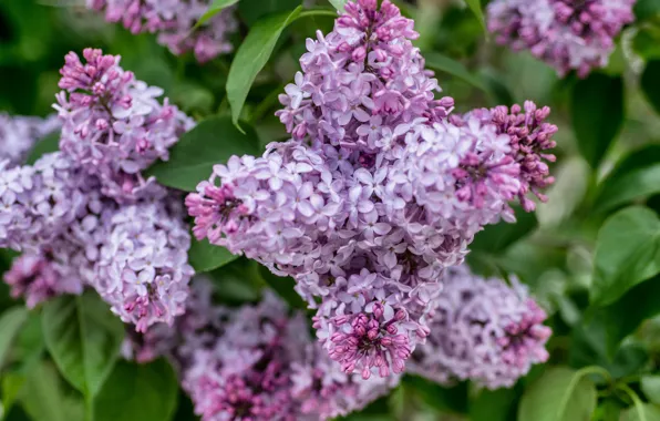 Macro, branch, lilac, inflorescence