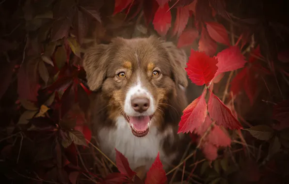 Picture autumn, language, eyes, look, face, leaves, branches, dog