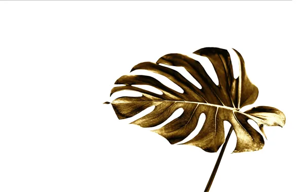 Sheet, style, gold, white background, gold, style, leaf, monstera