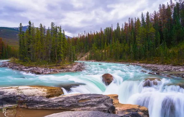 Forest, trees, river, waterfall, Canada, Albert, Alberta, Canada
