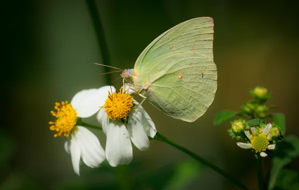 Flowers, butterfly, bokeh