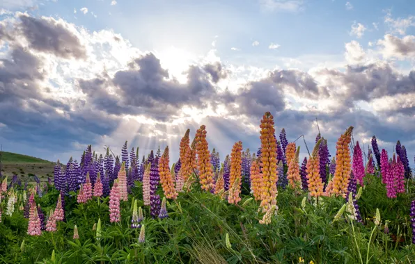 Greens, summer, the sky, leaves, clouds, rays, light, flowers