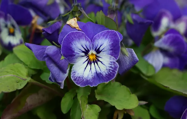 Flowers, spring, Pansy, lilac, viola