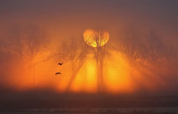 Picture the sun, trees, sunset, fog, bird, wire