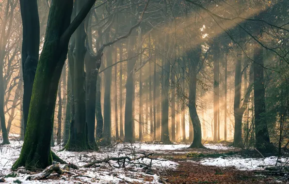 Picture winter, forest, light, morning