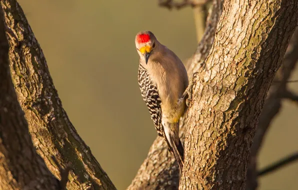 Tree, bird, woodpecker, Zolotoy melanerpes