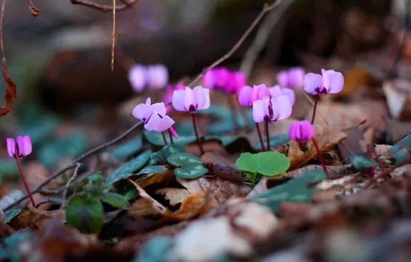 Purple, flowers, spring