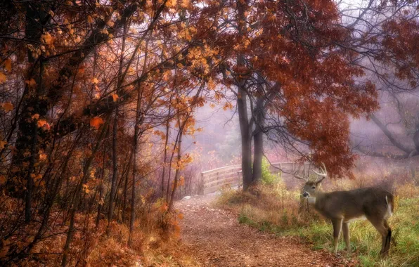 Picture nature, Park, deer