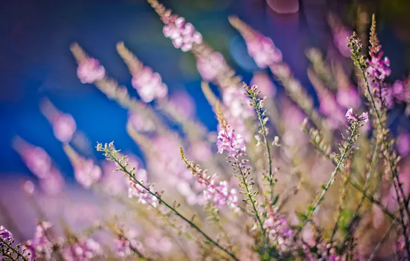 Picture pink, blur, bokeh, Heather