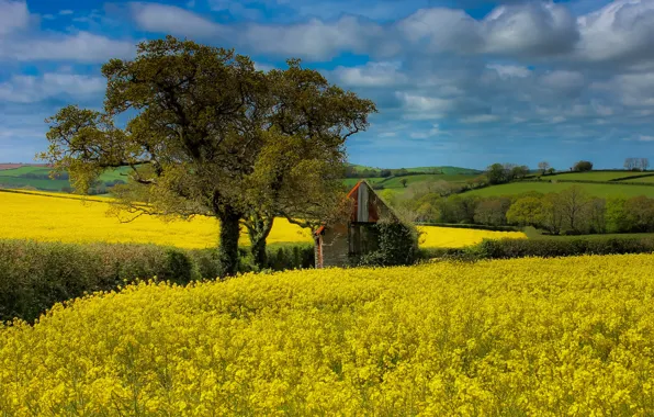 Field, clouds, blue, tree, hills, spring, house, rape