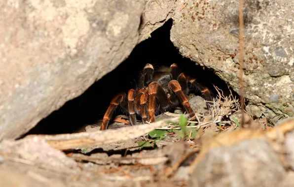 Picture spider, legs, cave, hairs