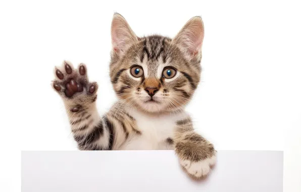 Cat, look, pose, kitty, portrait, legs, white background, face