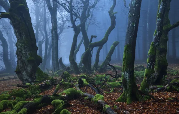 Forest, trees, nature, fog, moss, Kilian Schönberger