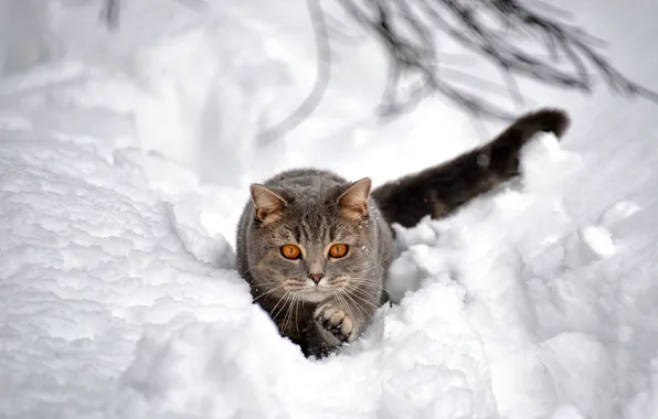 Winter, cat, snow, the snow, bokeh