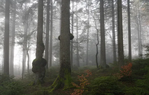 Autumn, forest, fog, moss, pine, growth