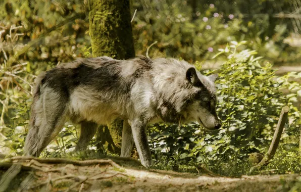Nature, face, animal, wolf, wildlife, head, fur, mammal