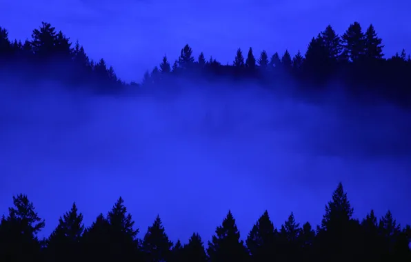 Picture forest, the sky, trees, fog, the evening