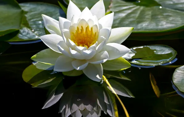 Reflection, beauty, Queen, water lilies, Nymphaeum, water Lily