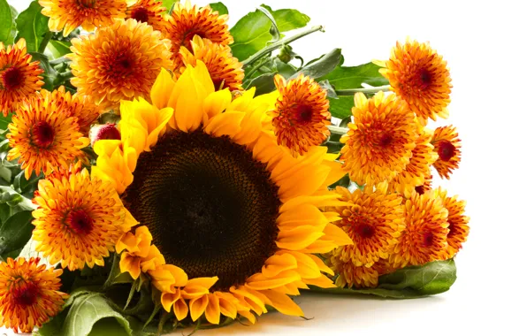Picture leaves, yellow, sunflower, white background, chrysanthemum, closeup