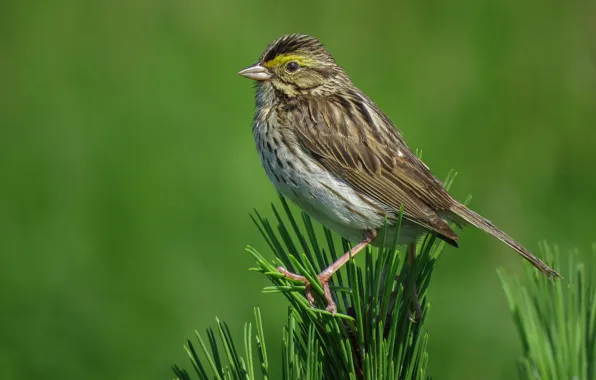 Picture bird, beak, tail, This Savannah Sparrow