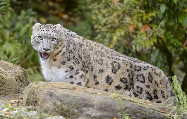 Picture cat, IRBIS, snow leopard, ©Tambako The Jaguar, comneni