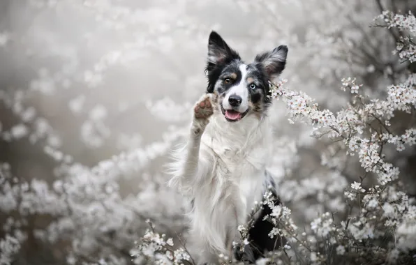 Language, look, flowers, branches, nature, cherry, pose, paw