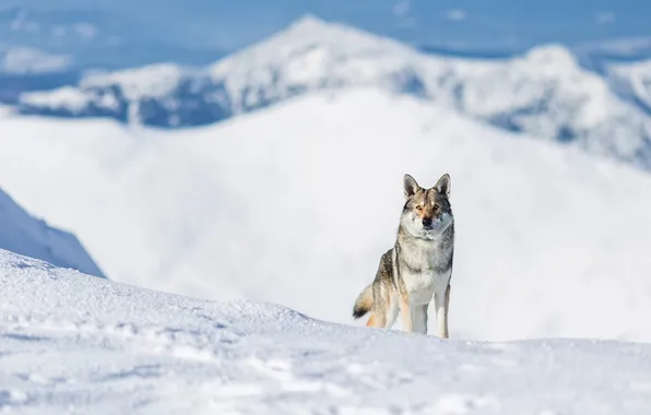 Winter, look, face, snow, mountains, nature, pose, tops