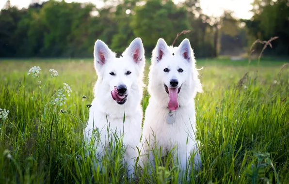 Greens, language, dogs, summer, grass, look, nature, pose