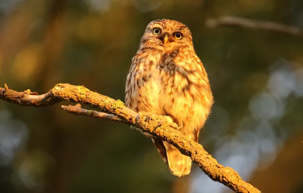 Autumn, light, nature, owl, bird, branch, owl, sychik