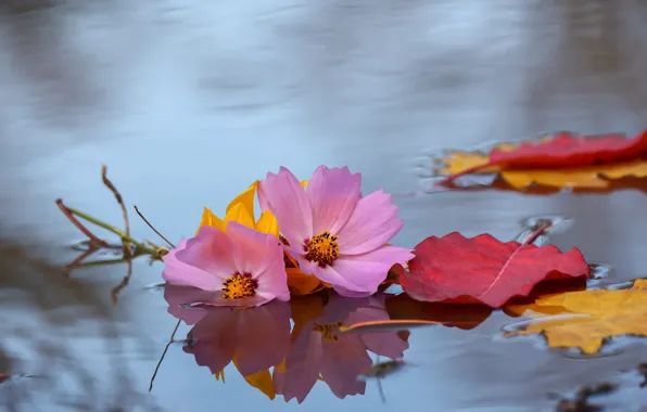 Autumn, leaves, water, flowers, pink, autumn, cosmos, swim