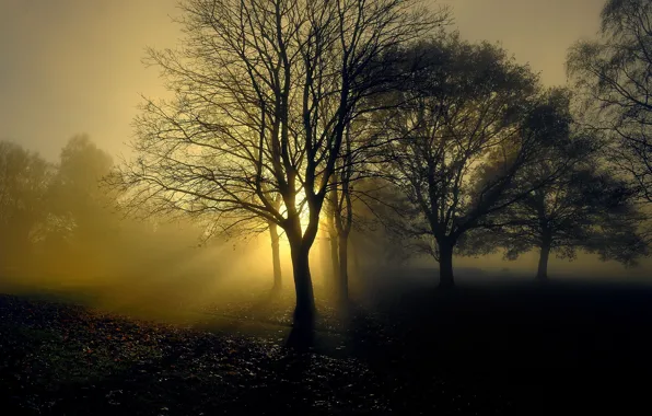 Light, trees, fog